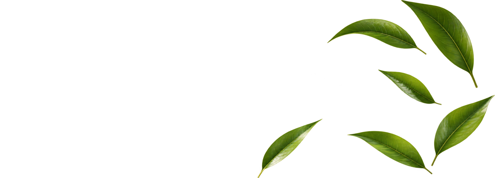 Green leaves